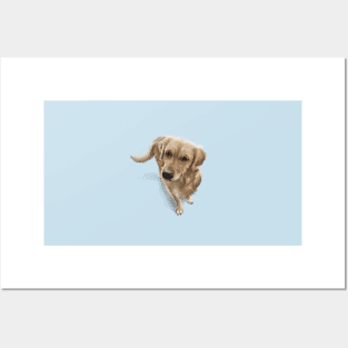 The Golden Retriever Posters and Art